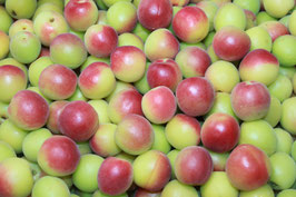無農薬紅小梅青梅12kg