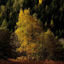 Paysage d'Automne 9