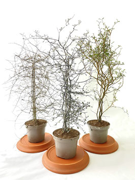 Das Trio - Corokia cotoneaster, Sophora, Coprosma virescens