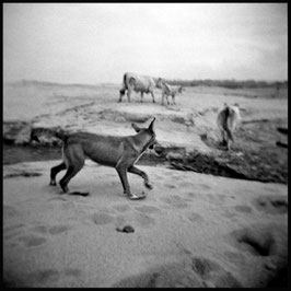 Raw visions, 2017 (4A004) | Essere HOLGA, n. 45