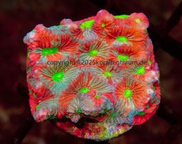 Favia spp Ultra Nachzucht sp.