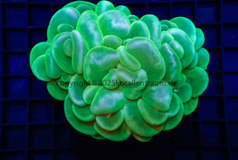 Plerogyra sinuosa  XXL Australien mintgrün spp.