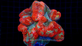 Trachy Australien Ultra red spp. XL