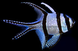 Pterapogon kauderni-Banggai Kardinalbarsch