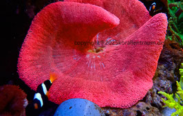 **Show** Stichodactyla haddoni red spp.