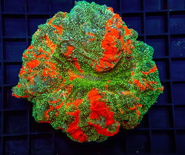 Acanthophyllia deshayesiana XL spp.