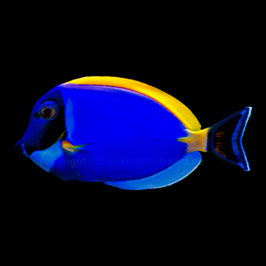 Begrenzt Verfügbar: Acanthurus Leucosternon Hybrid med.
