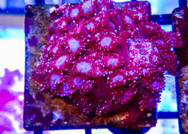 Goniopora red Ultra Nachzucht sp.