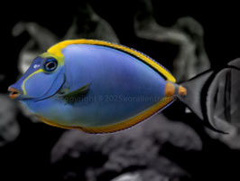 Naso elegans med.