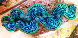 Tridacna maxima ultra 5-7 cm