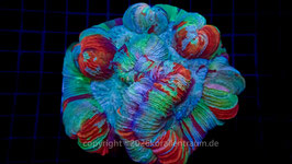 Trachy Australien Ultra spp. XL