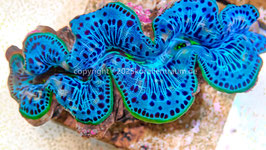 Tridacna maxima ultra 5-7 cm