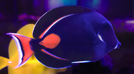Begrenzt Verfügbar: Acanthurus Achilles L