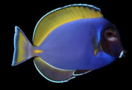 Acanthurus leucosternon med.