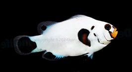 Anemonenfische Amphiprion percula Picasso "platinum"   bzw. als Paar NZ