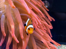 Anemonenfisch Amphiprion ocellaris Wildfang