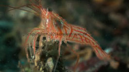 Lysmata wurdemanni  NZ
