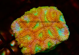 Favites spp Ultra Nachzucht sp.