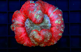 Trachy Australien Ultra spp.