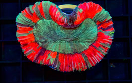 Trachy Australien XL spp.