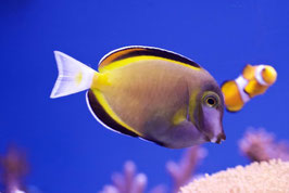 Acanthurus japonicus med.