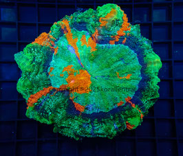 Acanthophyllia deshayesiana XXL spp.