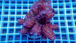 Acropora spp. Fiji
