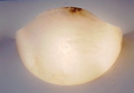 APLIQUE PARED ALABASTRO CREAM BOWL 358-NC/122
