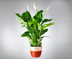 PLANTA DE SPATHIPHYLLUM