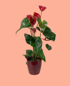 ANTHURIUM ROJO GRANDE EN MACETA