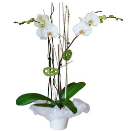 ORQUIDEA BLANCA