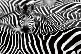 Schilderij Zebra Black and White