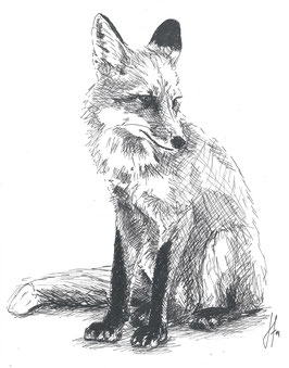 sitzender Fuchs