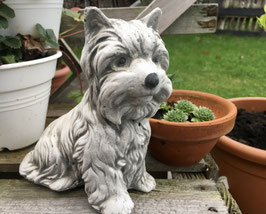 Yorkshire chiot