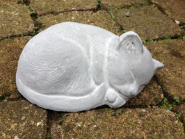Chat endormie