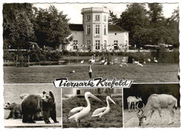 Alte Postkarte TIERPARK KREFELD Grotenburg-Schlösschen, Bär, Pelikan, Kudu