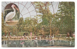 Alte Postkarte NEW YORK CITY Zoological Park  interior of flying cage, um 1910