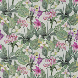 orchid 061