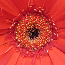 INTIMITE DES FLEURS COEUR JAUNE ET ROUGE