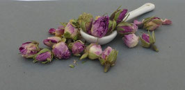 Boutons de roses