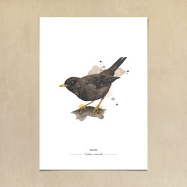 Kunstdruck - Amsel