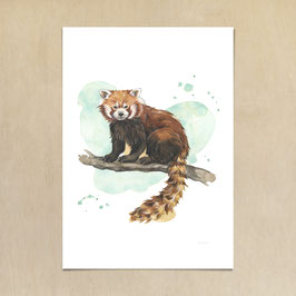 Kunstdruck - Roter Panda