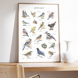 Poster - Gartenvögel