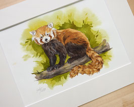 Original Aquarellbild: "Roter Panda"
