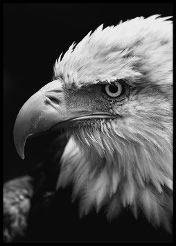 Eagle, Poster con cornice