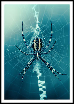 Spider, Poster con cornice