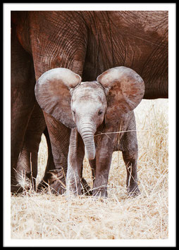 Baby elephant, Poster con cornice