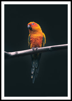 Parakeet, Poster con cornice