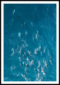 Dolphins, Poster con cornice
