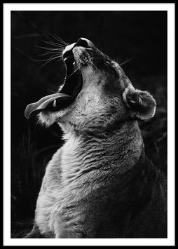 Lioness, Poster con cornice
